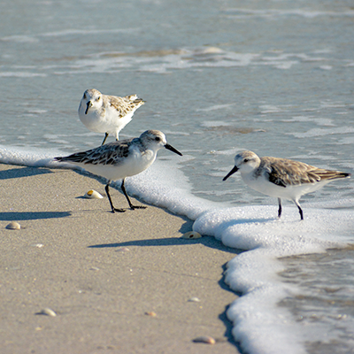 Birds and shore